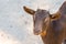Young brown goat cute mammal animal portrait of a pet with long ears and brown eyes on a blurry ground background copy space