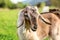 Young brown goat kid grazing, eating blades of grass.