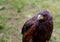 Young brown golden eagle with sharp beak crochet