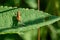 Young Brown Grasshopper in the wild sitting on a green leaf in the prairie field of the sanctuary park. Schistocerca americana.