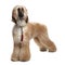 Young Brown Grommed Afghan Hound (1 years)