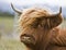 Young brown highland cattle