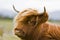 Young brown highland cattle