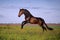 Young brown horse galloping, jumping on the field