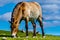 Young brown horse grazing eating grass on a hot summers day with blue sky and clouds in north Scotland