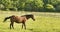 Young brown horse on the meadow