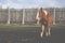 A young brown horse walks in an open-air driving sand