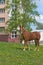 Young brown horse with a white spot on his head grazes on the lawn near an urban multi-storey building. Spring, greens, dandelions