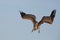 Young Brown Pelican Diving