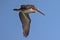 young Brown Pelican Flyby