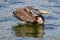 Young brown pelican with a mouth full of bait fish