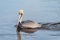 Young brown pelican Pelecanus occidentalis swimming
