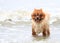 Young Brown Pomeranian