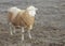 Young brown and red sheep ram