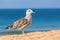 Young brown seagull on beach with sea