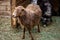 Young brown sheep farm animal outdoor agriculture in a village or on a ranch