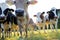 Young brown and Simmental cows