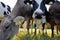 Young brown and Simmental cows