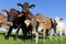 Young brown and Simmental cows