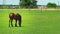 Young brown stallion grazes on green grass in the paddock. Horse on the pasture on sunny day