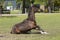 A young brown stallion horse on a horse farm having fun, getting up from rolling in the grass on a warm spring day