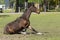 A young brown stallion horse on a horse farm having fun, getting up from rolling in the grass on a warm spring day