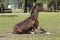 A young brown stallion horse on a horse farm having fun, getting up from rolling in the grass on a warm spring day