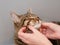 Young brown tabby cat enjoys face massage by his owners. Perks and benefits of being the house animal. Enjoy love and care concept