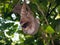 Young brown-throated sloth in tree