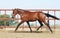 Young brown trakehner horse