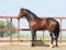 Young brown trakehner horse