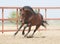 Young brown trakehner horse