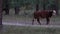 Young brown and white bull hiding behind the tree and walking away near the forest.