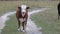 Young brown and white bull standing and looking at the camera by the river on an autumn day.