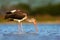 Young brown White Ibis, Eudocimus albus, white bird with red bill in the water. Ibis feeding food in the lake, Florida, USA. Beaut