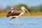 Young brown White Ibis, Eudocimus albus, white bird with red bill in the water. Ibis feeding food in the lake, Florida, USA. Beaut