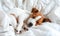 Young Brown and White Puppy Sleeping Peacefully on a Soft White Blanket