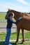 A young brunette woman in jeans and a blue hood is gently brushing a bay horse on a sunny summer day