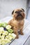 Young Brussels griffon with a bouquet of tulips