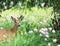 Young Buck Mule Deer Framed by Foliage.