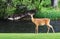 Young Buck Mule Deer Standing near River