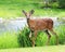 Young Buck Mule Deer Walking near River