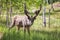 Young buck of northern forest deer