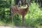 A young buck with tiny velvet antlers stands at the edge of a forest