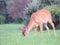 Young buck Whitetail deer with velvet antlers grazing