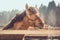 young buckskin draft horse in halter on paddock in daytime