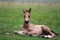 Young Buckskin foal resting