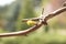 Young bud of grapes plants sprouts from twigs.