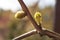 Young bud of grapes plants sprouts from twigs.