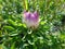 Young bud of violet aster.